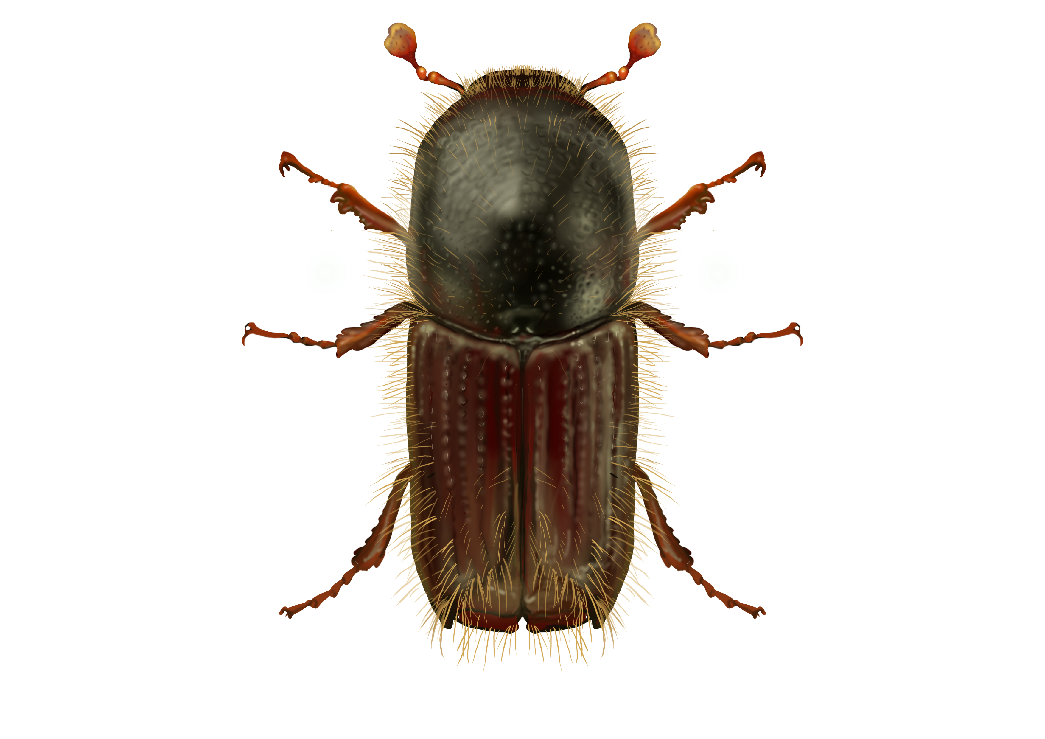 European spruce bark beetle / Ips typographus
