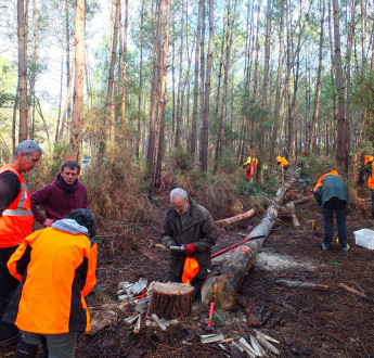 France sees first outbreak of the pinewood nematode
