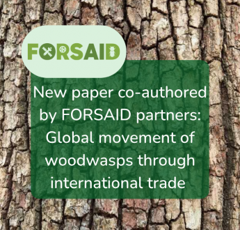 New paper co-authored by FORSAID partners examines woodwasp movement through global trade